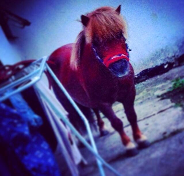 Shetlænder Charmøre billede 20