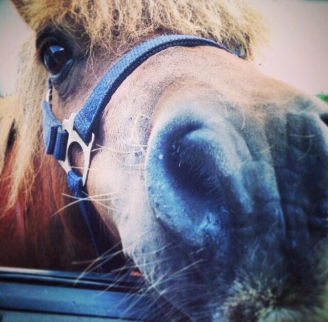 Shetlænder Charmøre billede 24