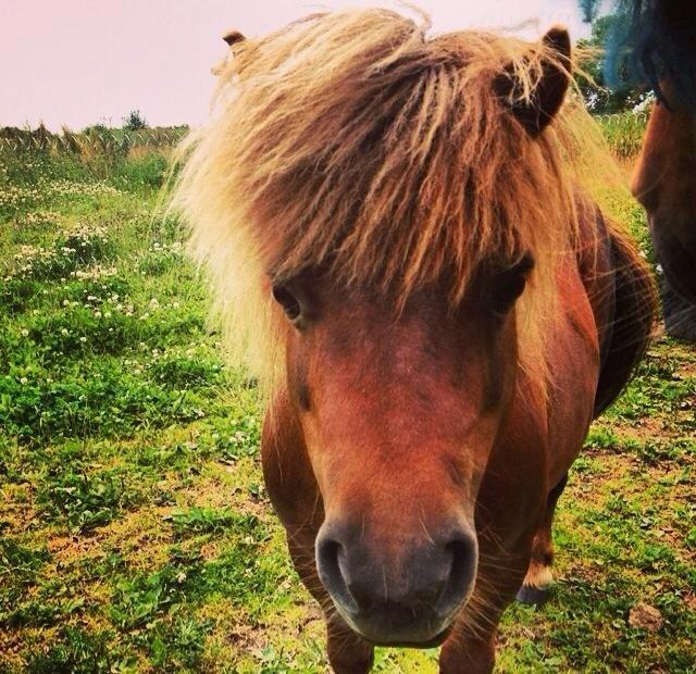 Shetlænder Charmøre billede 29