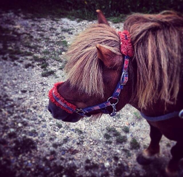 Shetlænder Charmøre billede 40