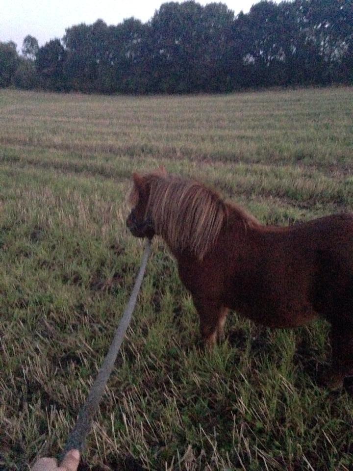 Shetlænder Charmøre billede 42
