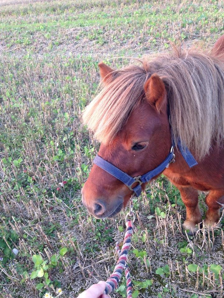 Shetlænder Charmøre billede 44