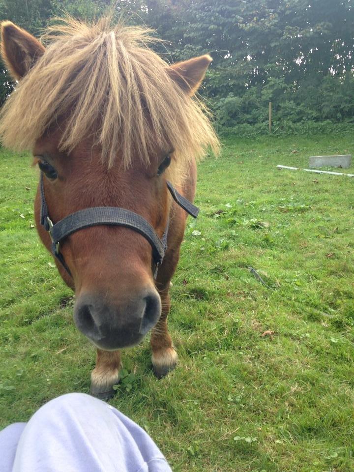 Shetlænder Charmøre billede 48