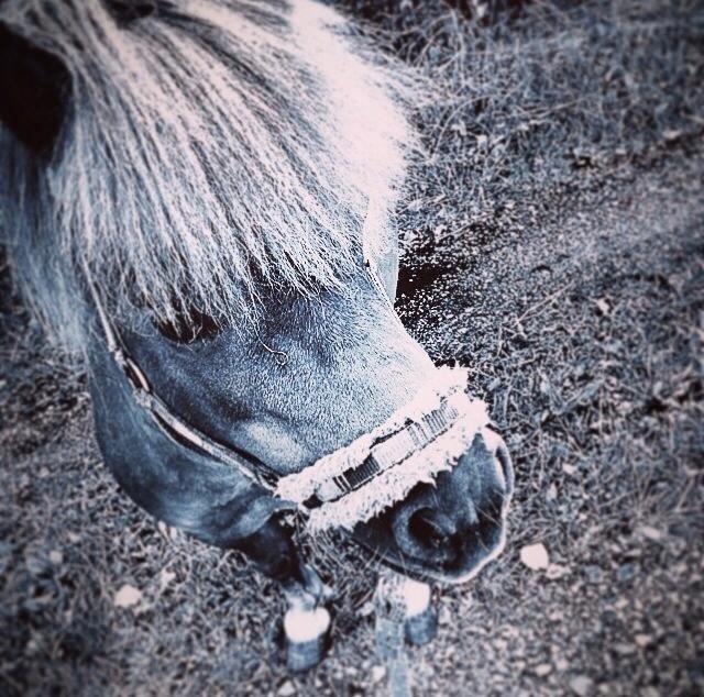 Shetlænder Charmøre billede 50