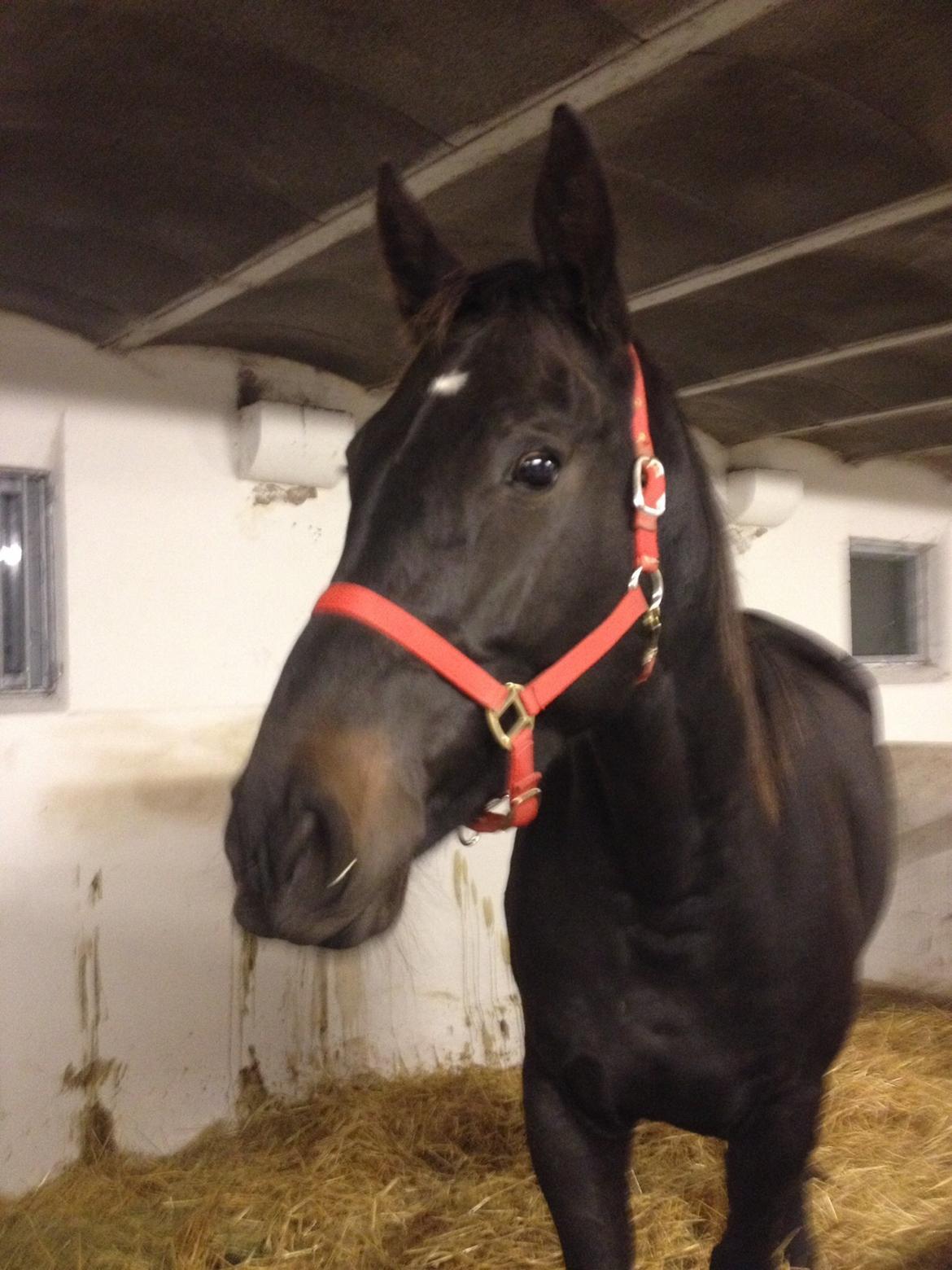 Oldenborg Oldenborggårdens Karivo billede 3