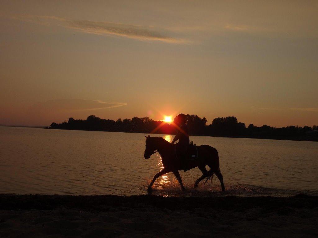 Anden særlig race helleruphus Celeste //MY SOULMATE!<3// - billeder ved vandet i solnedgang på Celeste's 7års fødselsdag d. 28/7-14 billede 10