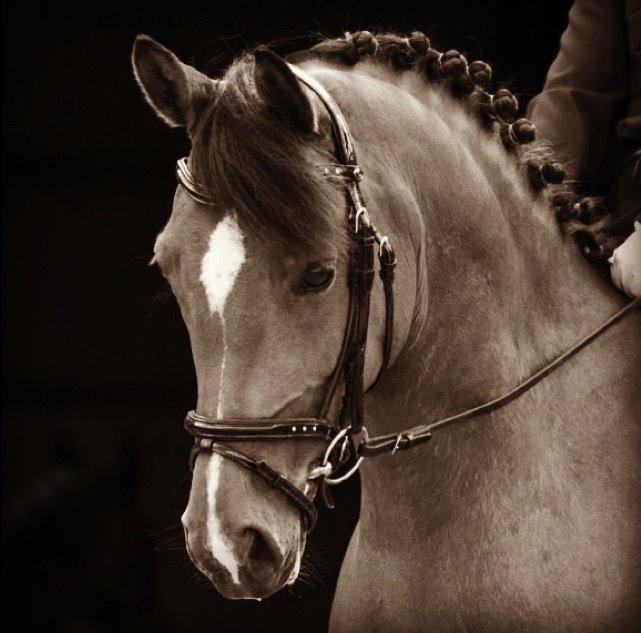 Anden særlig race helleruphus Celeste //MY SOULMATE!<3// - Celeste og jeg til springstævne:-) billede 17