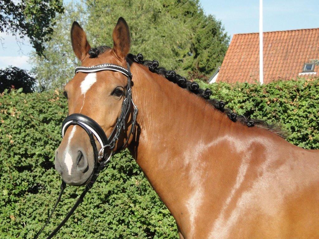 Anden særlig race helleruphus Celeste //MY SOULMATE!<3// - sommeren 2014 billede 1