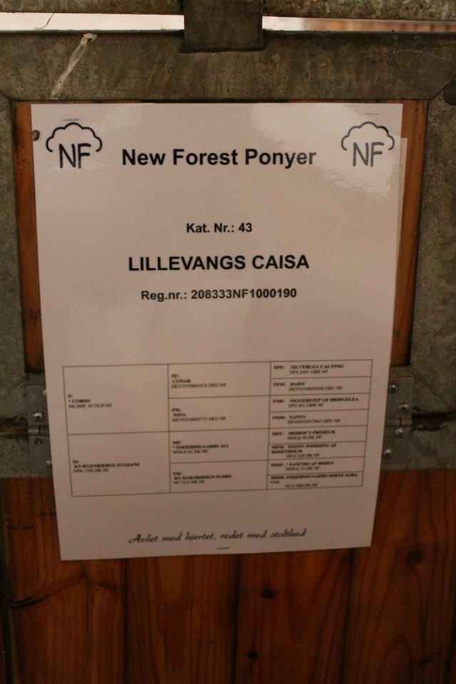 New Forest Lillevangs Caisa billede 9
