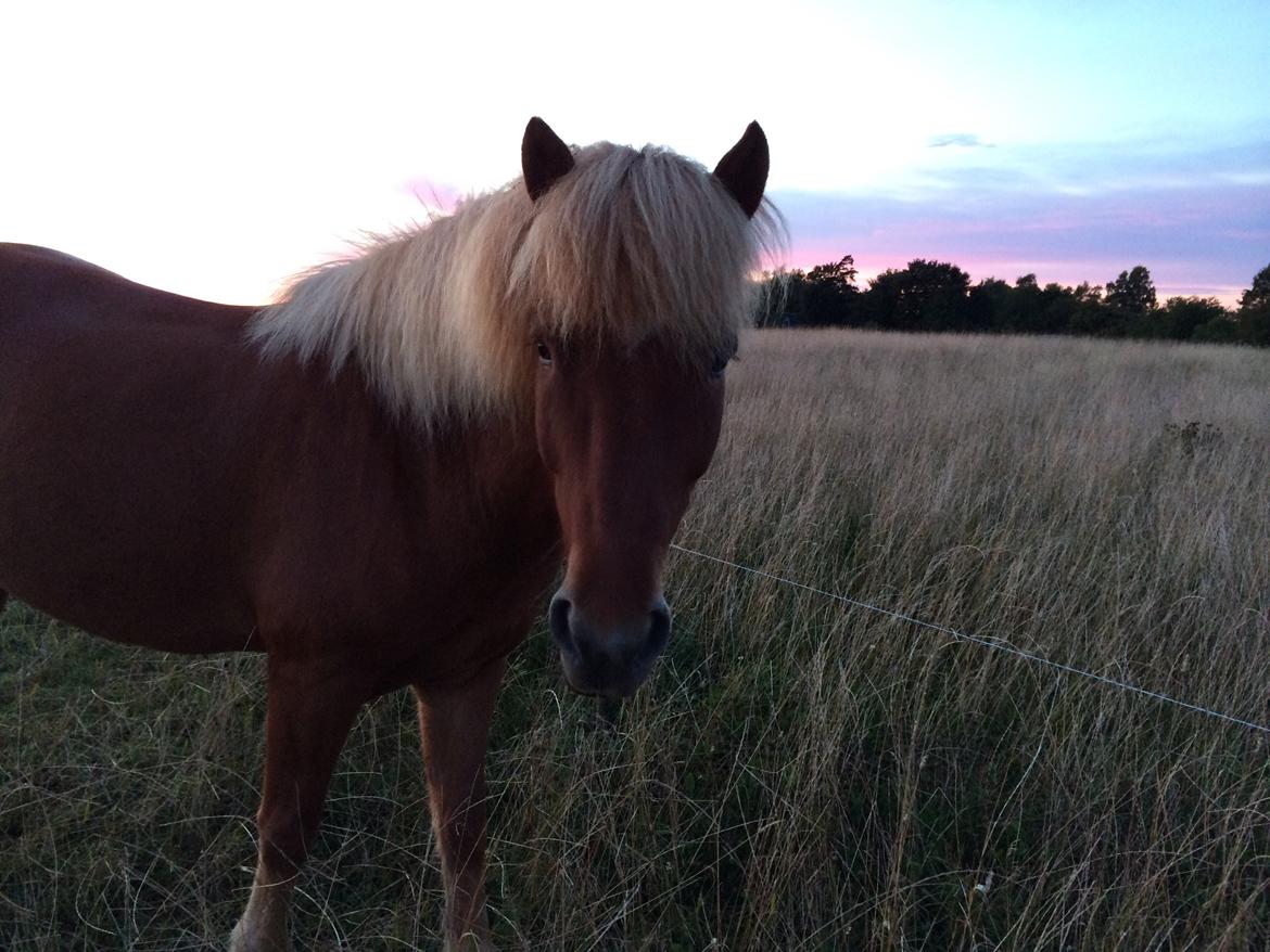 Islænder Baldi fra Nordbjerg billede 5