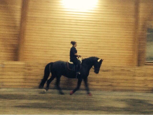 Hollandsk Varmblod Wilma *Solgt-savnet* billede 10