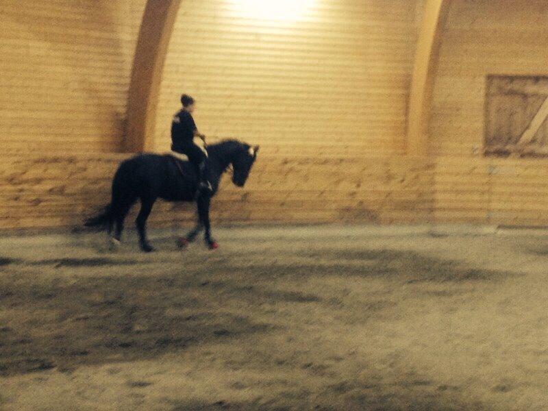 Hollandsk Varmblod Wilma *Solgt-savnet* billede 9