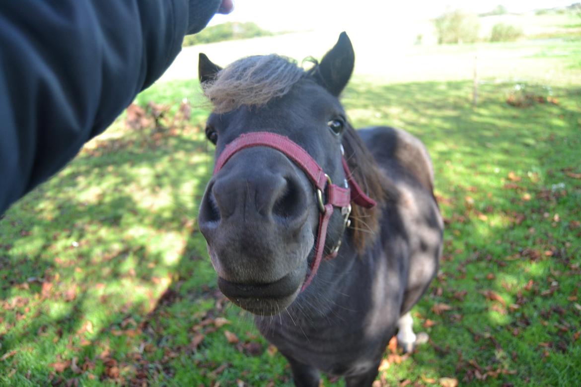 Anden særlig race Gizmo. (førhen Sky) billede 15