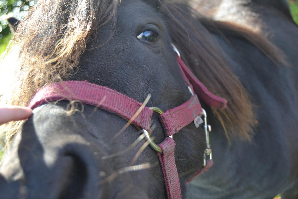 Anden særlig race Gizmo. (førhen Sky) billede 24