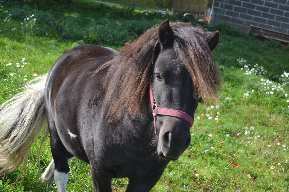 Anden særlig race Gizmo. (førhen Sky) billede 10