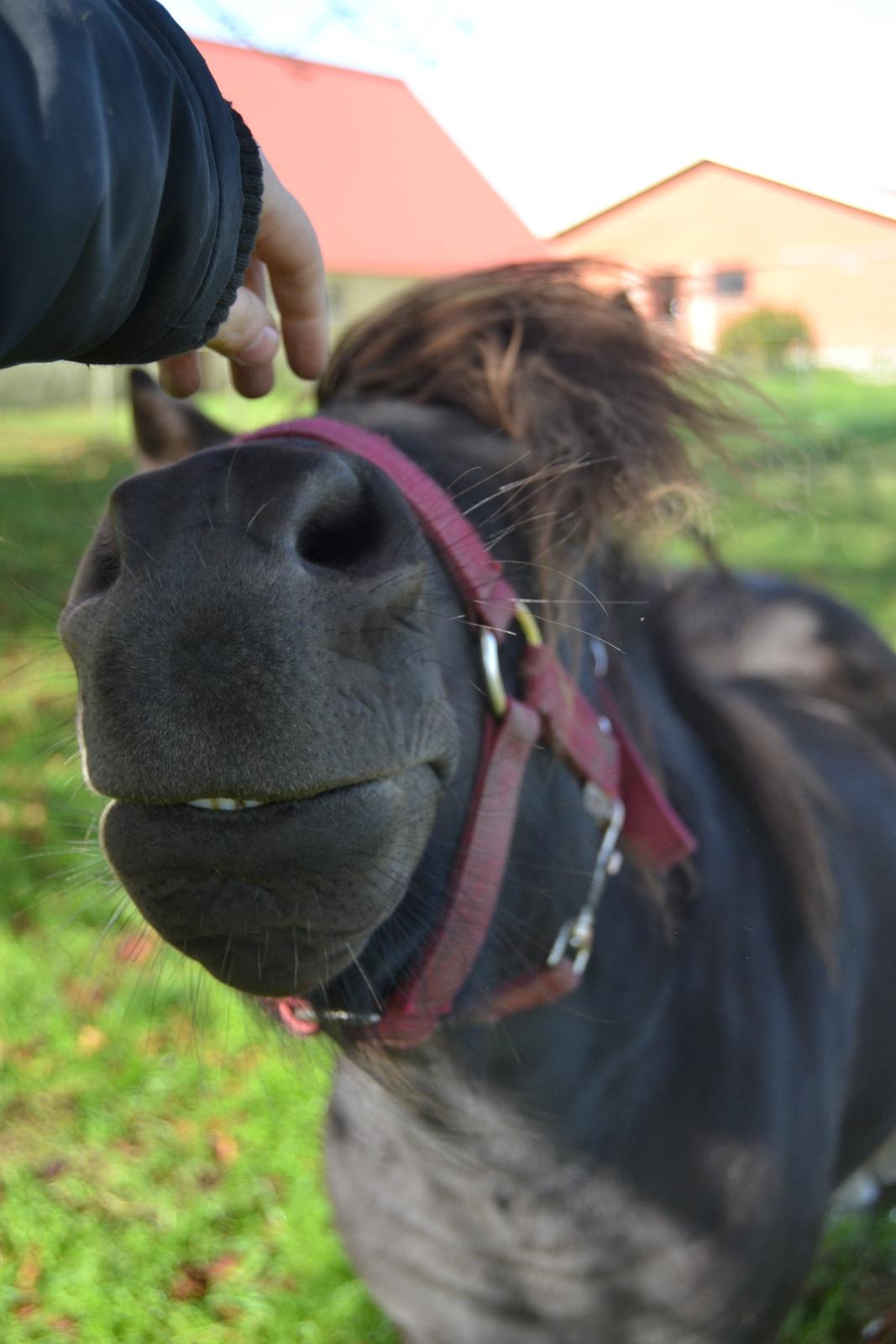 Anden særlig race Gizmo. (førhen Sky) billede 9