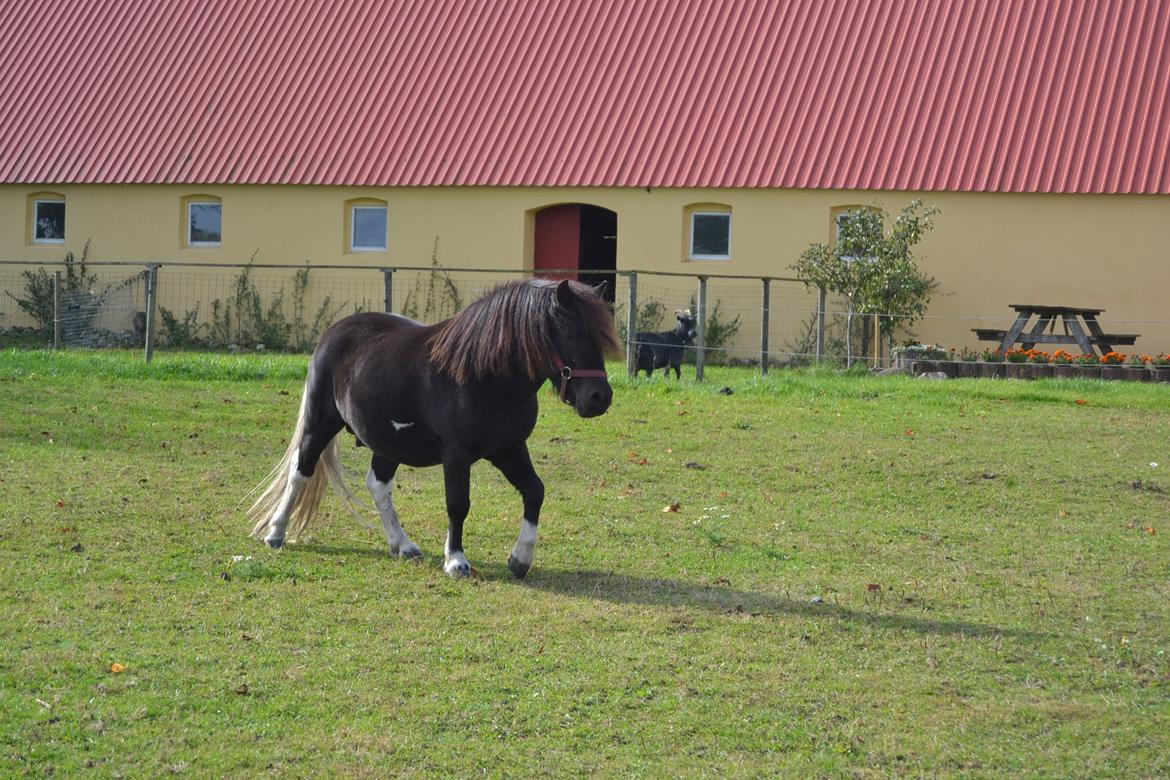 Anden særlig race Gizmo. (førhen Sky) billede 13