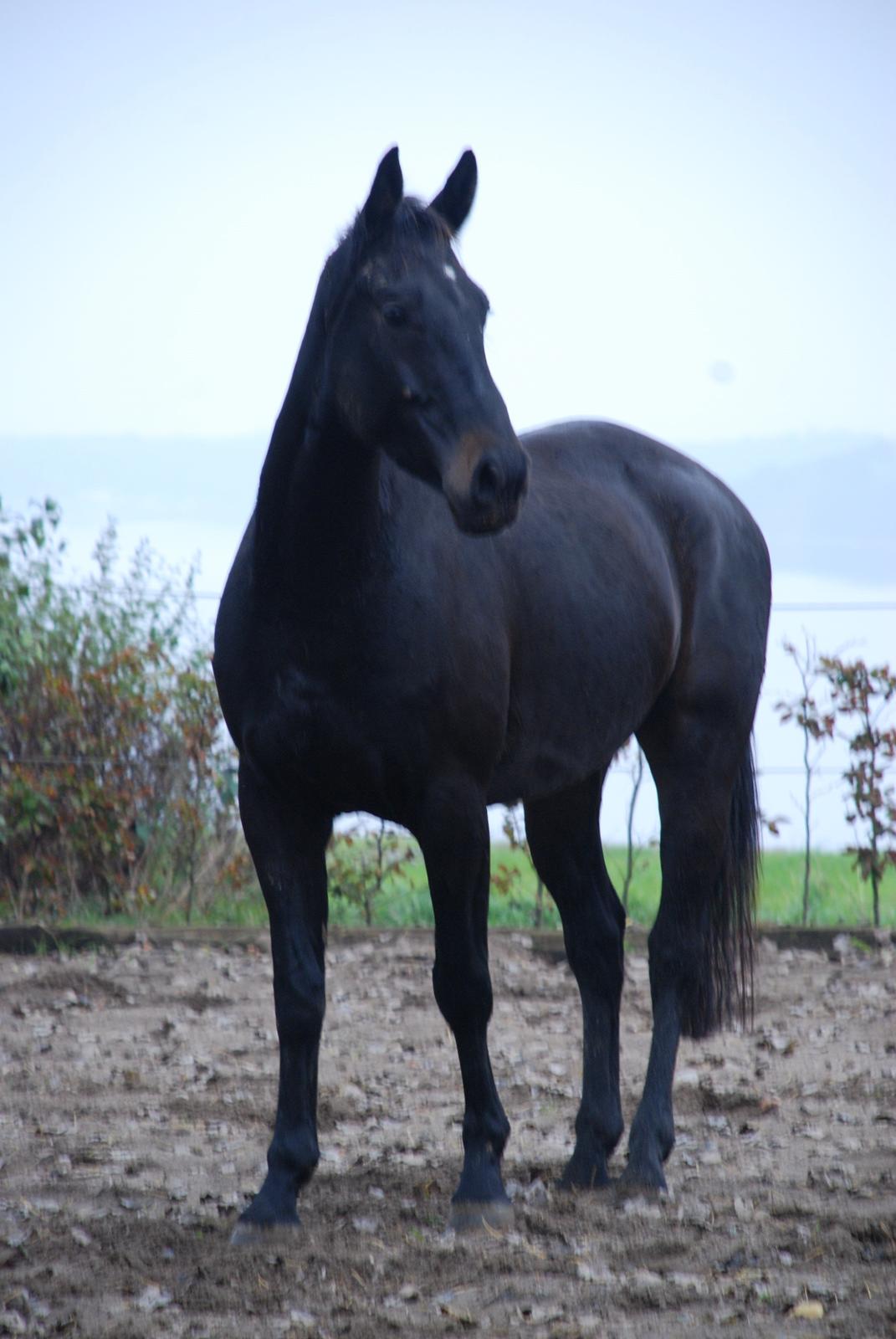 Oldenborg Oldenborggårdens Karivo billede 2