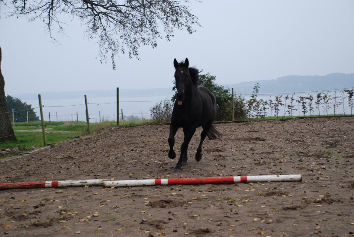 Oldenborg Oldenborggårdens Karivo billede 9