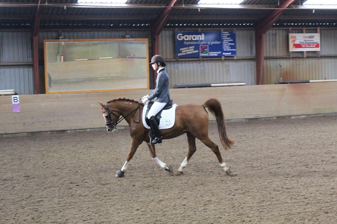 Arabisk fuldblod (OX) Stuntvil OX - Tobølrideklub LB2 1. plads Dygtig poooony <3 billede 11