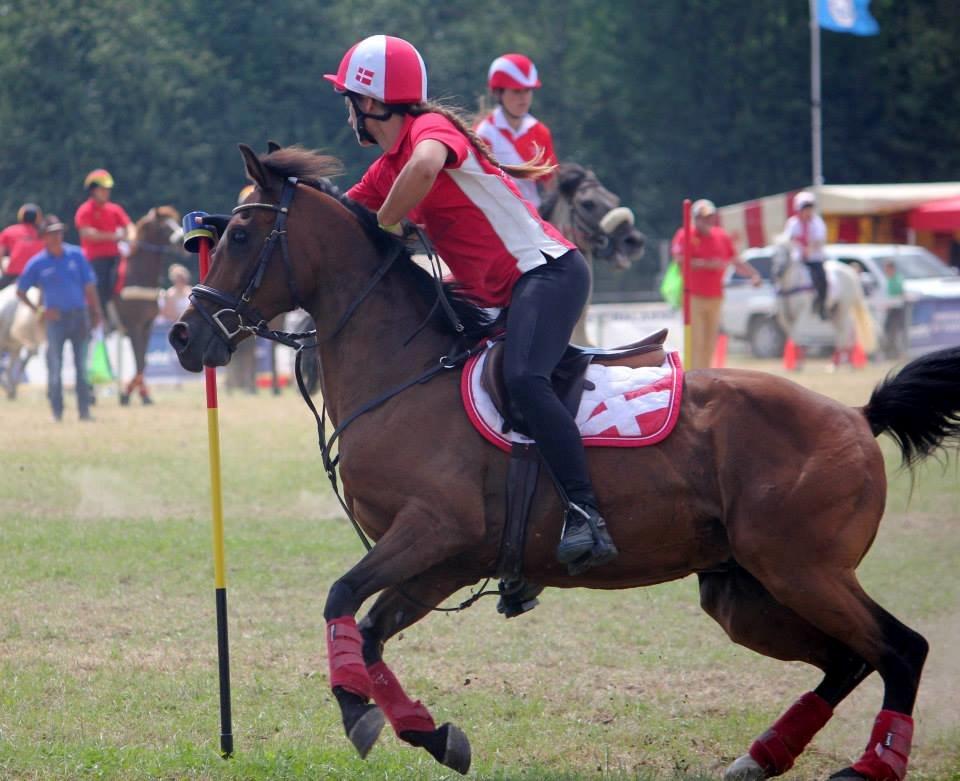 Hollandsk Sportspony Dakar billede 5