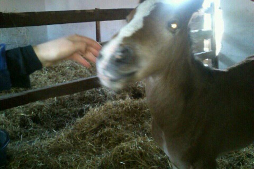 Dansk Varmblod Campus billede 4