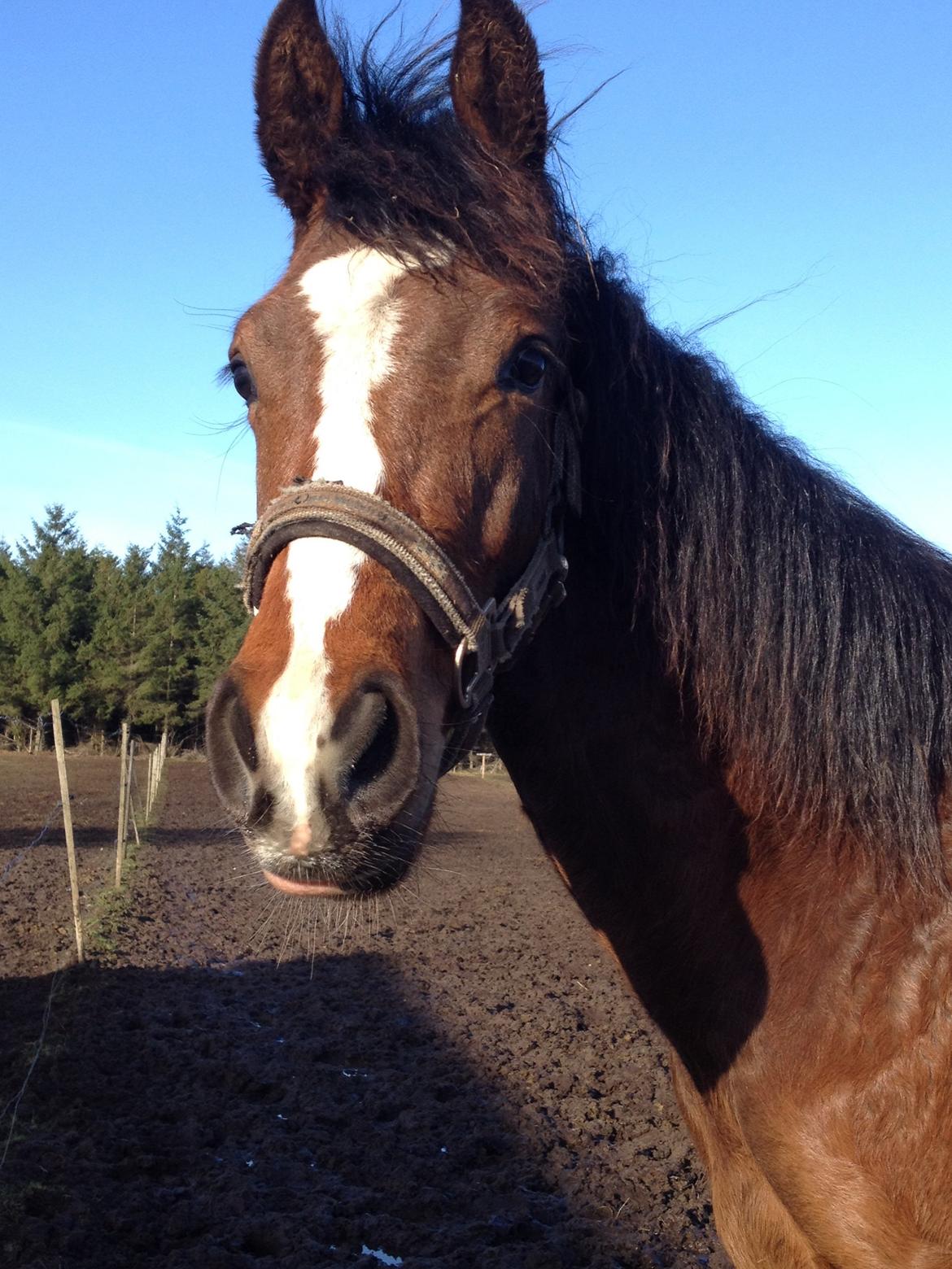 Dansk Varmblod Campus billede 6