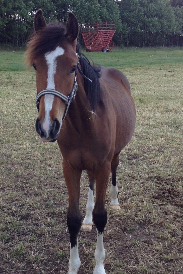 Dansk Varmblod Campus billede 7