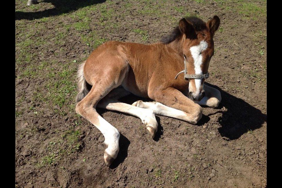 Dansk Varmblod Campus billede 10