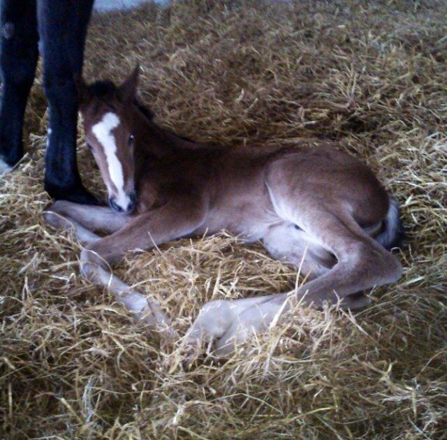Dansk Varmblod Campus billede 13