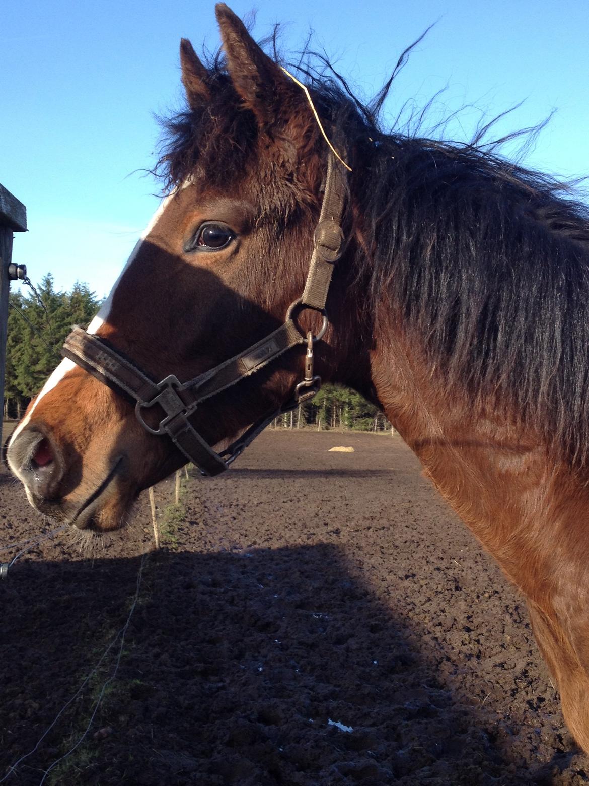 Dansk Varmblod Campus billede 17