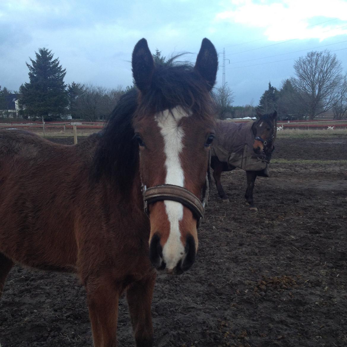 Dansk Varmblod Campus billede 18