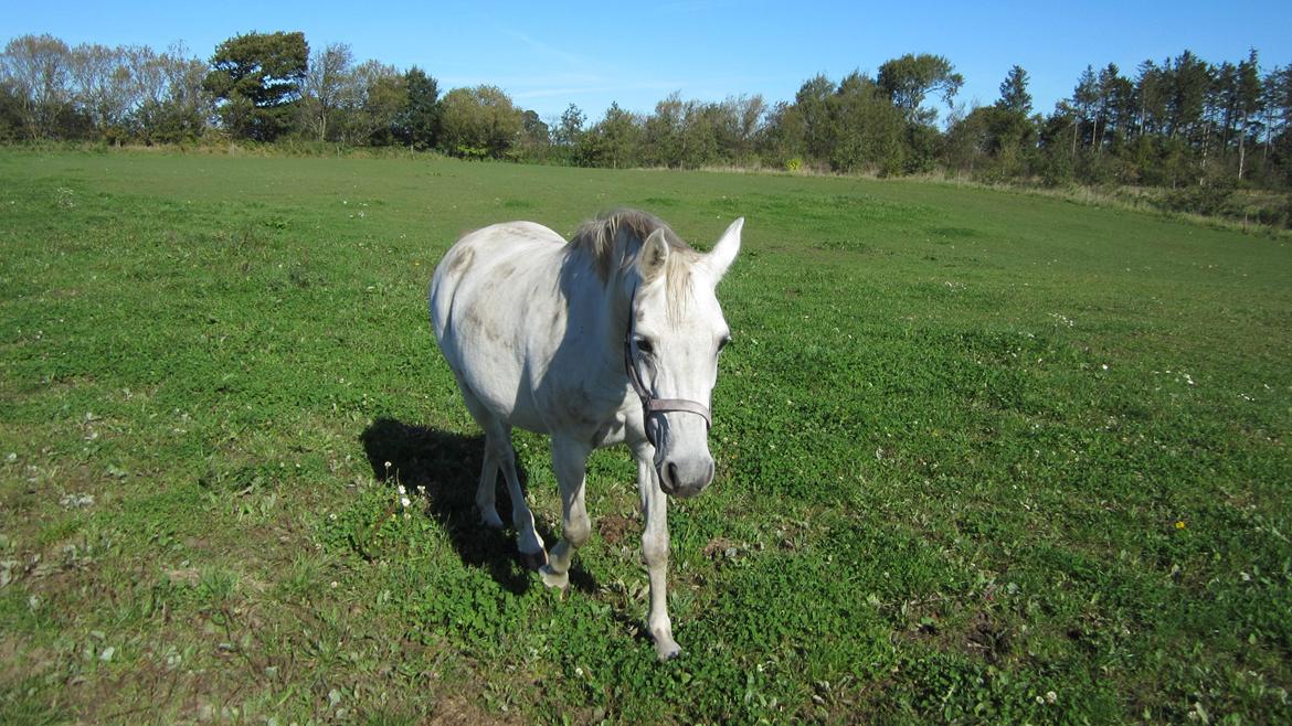 DSP Steensgårdens Gatsby *mini Lucy* billede 2