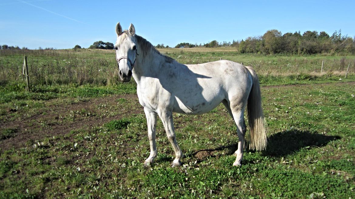 DSP Steensgårdens Gatsby *mini Lucy* billede 1