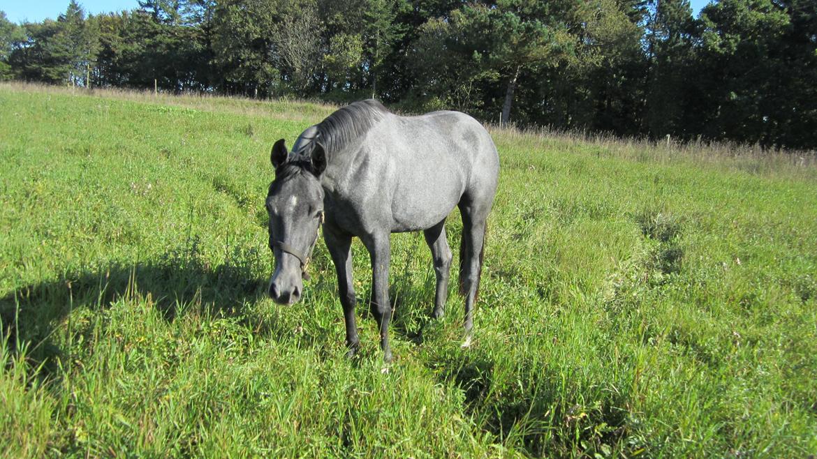 Dansk Varmblod Stendalsgaards Lantana Hit billede 4