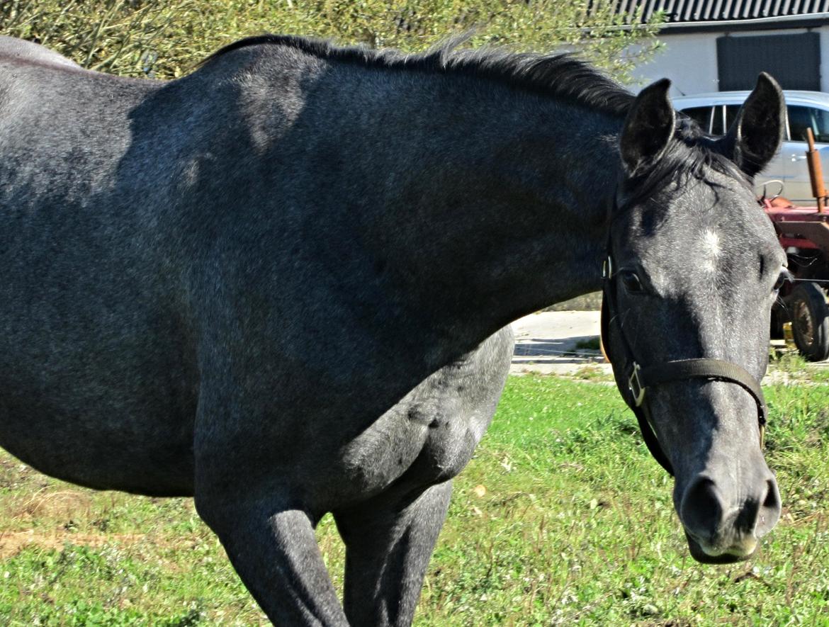 Dansk Varmblod Stendalsgaards Lantana Hit billede 2