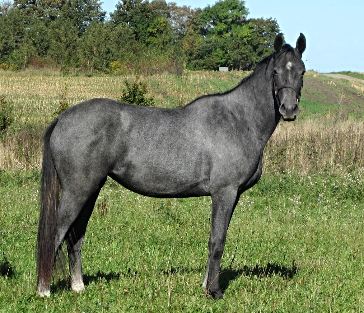 Dansk Varmblod Stendalsgaards Lantana Hit billede 1