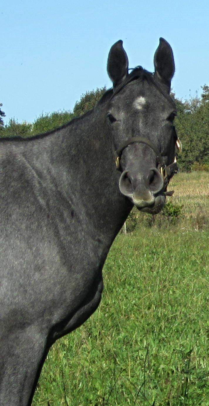 Dansk Varmblod Stendalsgaards Lantana Hit billede 3