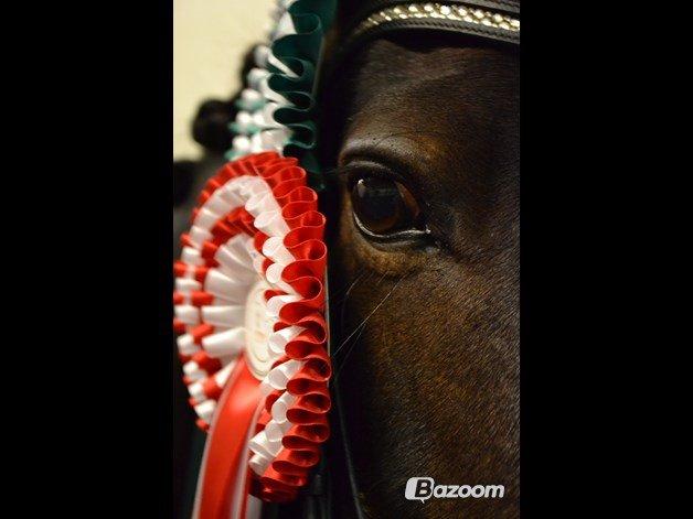 Tysk Sportspony Verdi - B-pony billede 1