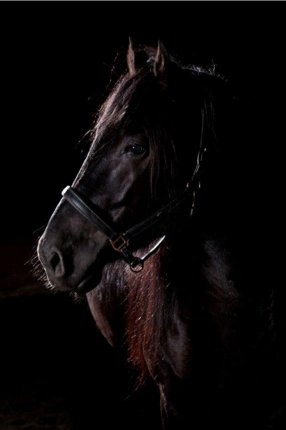 Noriker Duglass  (Zeppelin Schnaulitz) *Dugge* billede 1