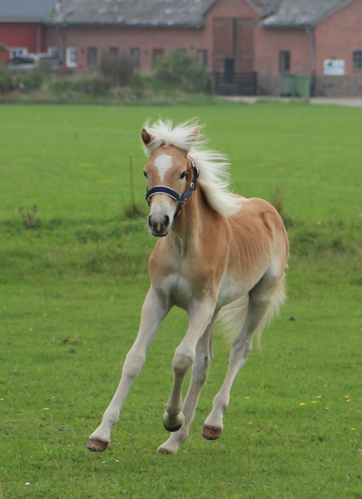 Tyroler Haflinger Belina billede 3