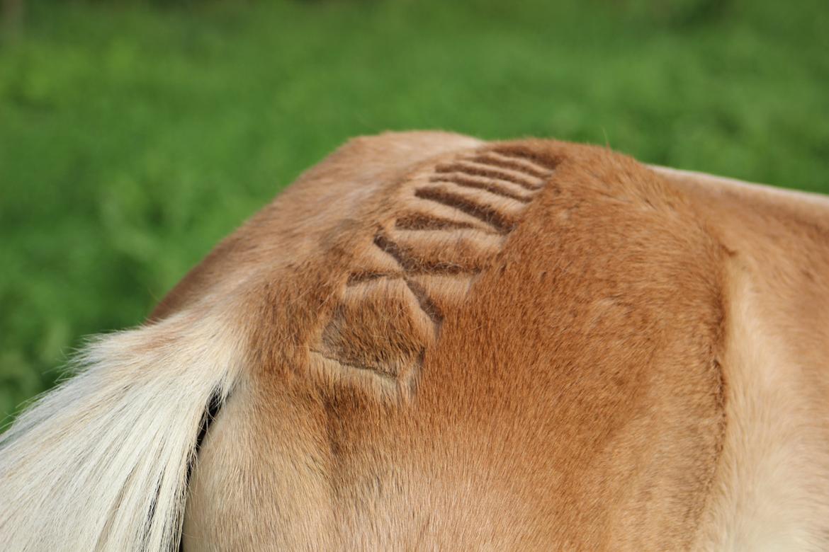 Tyroler Haflinger Belina - Der bliver klippet romertal på måsen af føllene så man kan kende forskel på dem til auktion :) Der står 119  billede 4