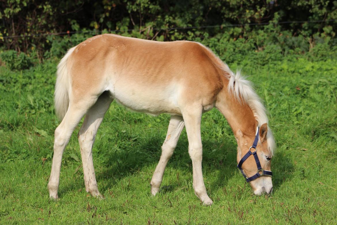 Tyroler Haflinger Belina billede 5