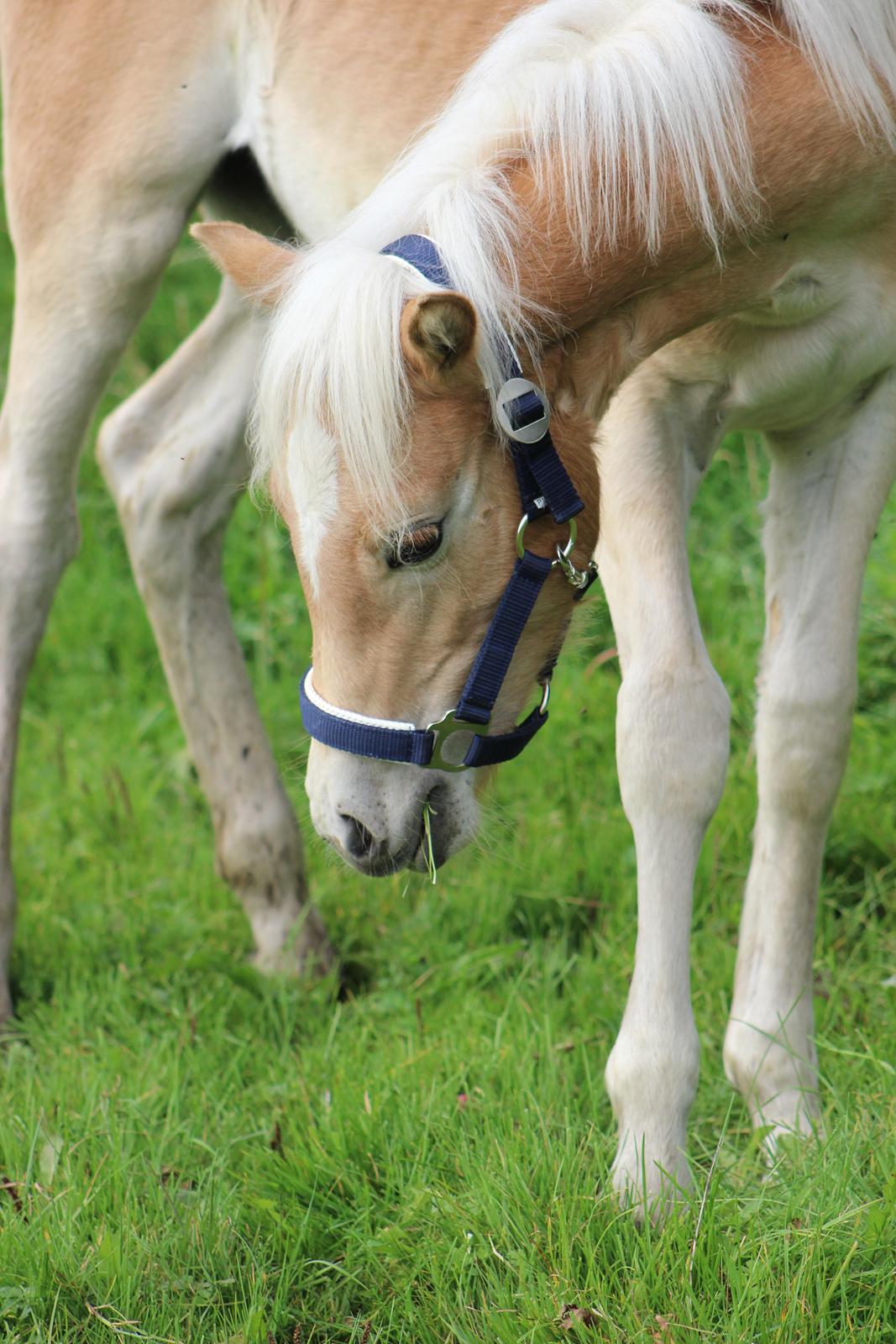 Tyroler Haflinger Belina billede 6