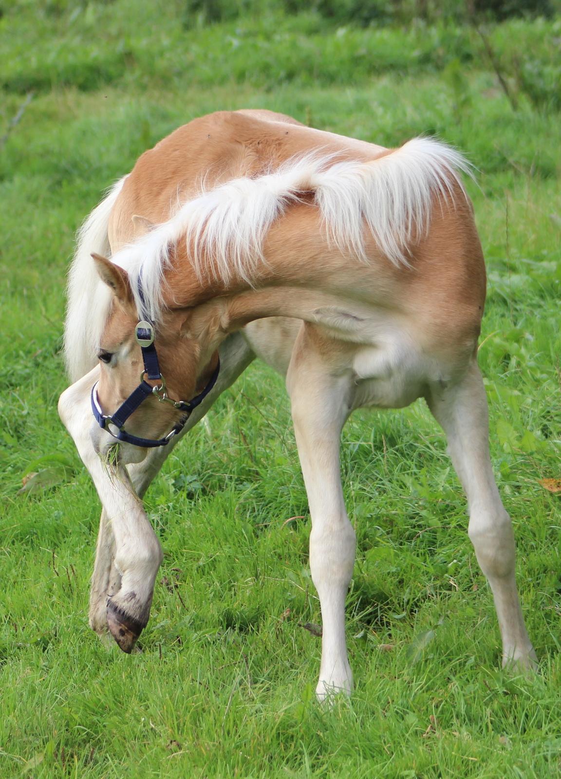 Tyroler Haflinger Belina billede 7