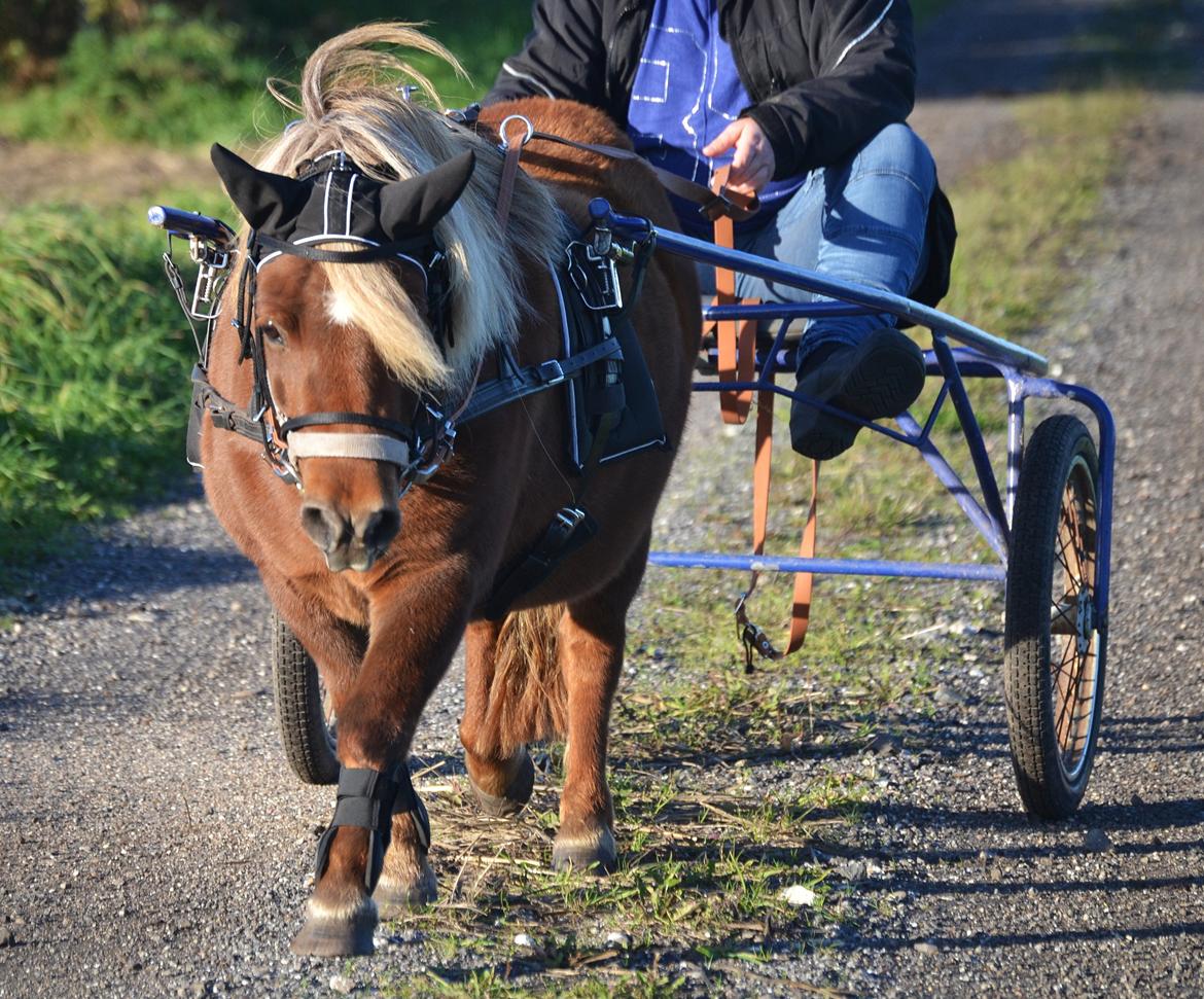 Shetlænder Isabella<3 - fik mor til at hoppe op så jeg kunne tage lidt billeder ;) billede 9