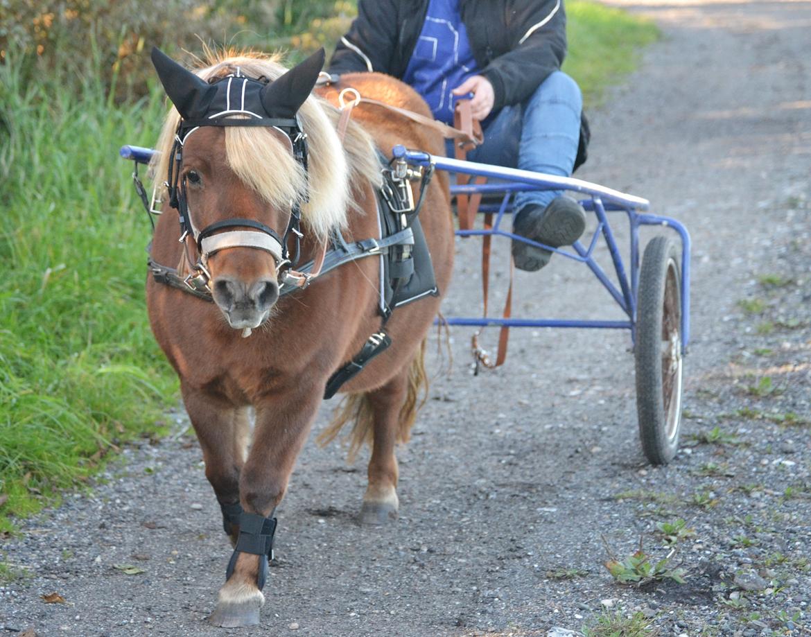 Shetlænder Isabella<3 billede 20