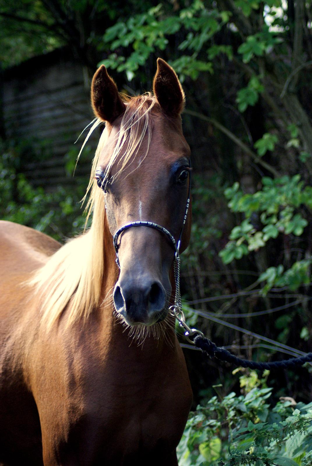 Arabisk fuldblod (OX) Esther Vildal. billede 13