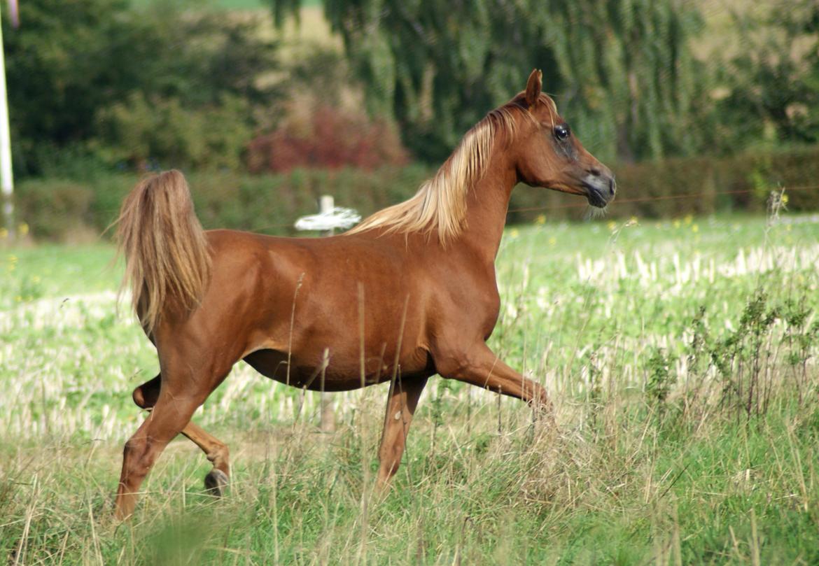 Arabisk fuldblod (OX) Esther Vildal. billede 14