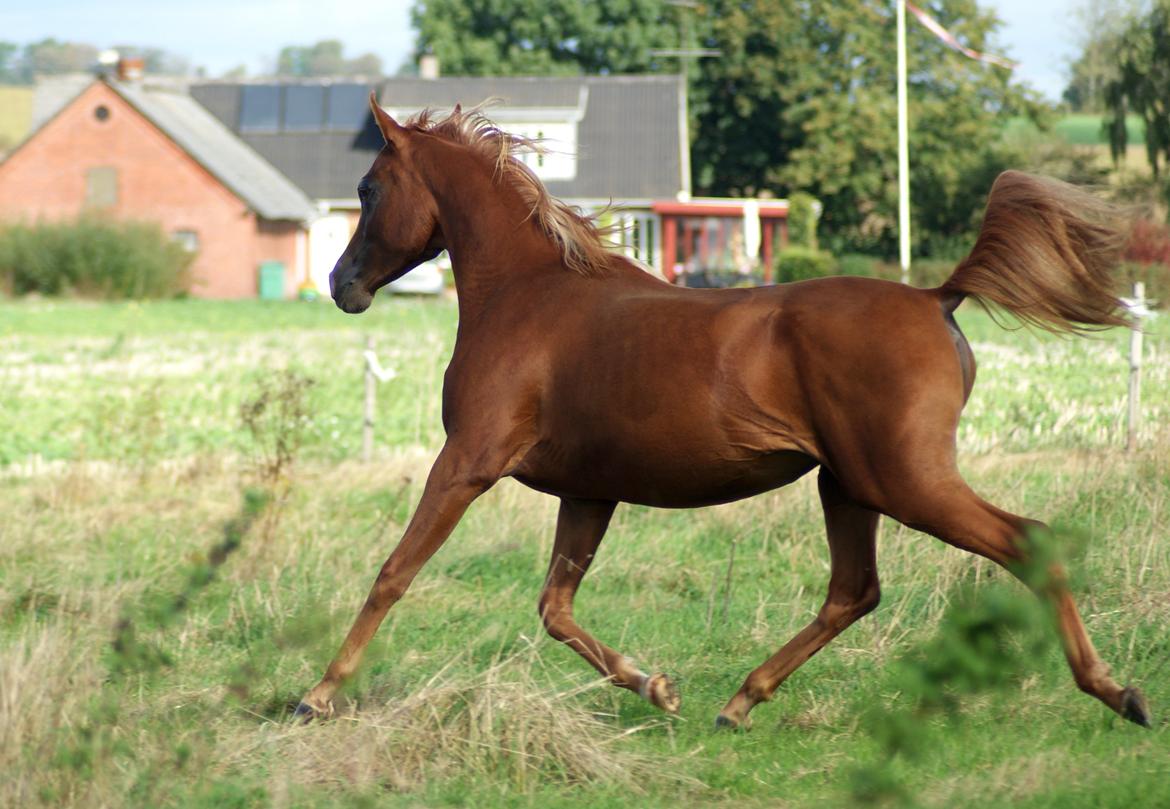 Arabisk fuldblod (OX) Esther Vildal. billede 15